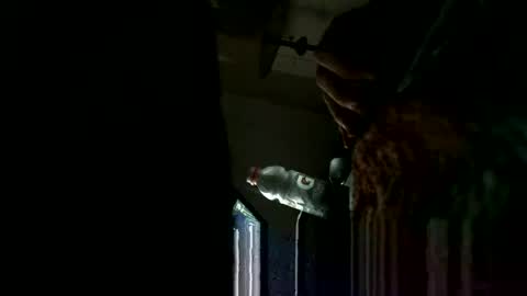 BB online show from January 30, 2:49 am