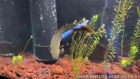 Booker Baxton online show from March 22, 3:00 am