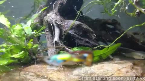 Booker Baxton online show from November 12, 4:07 am