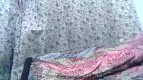 Josh online show from November 5, 9:17 pm