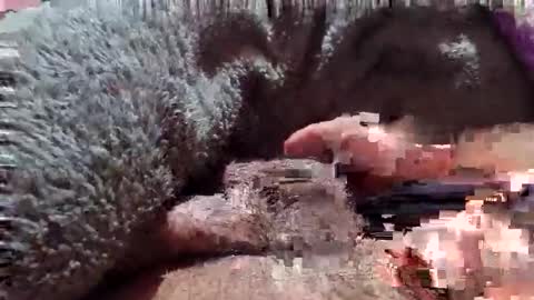 Parcero online show from January 11, 7:01 am