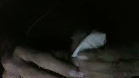 devil_bear_26 online show from April 6, 3:46 pm