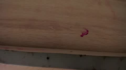 dylanroyce_ online show from April 1, 1:41 pm