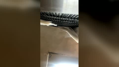 elpresi253 online show from April 21, 6:47 pm