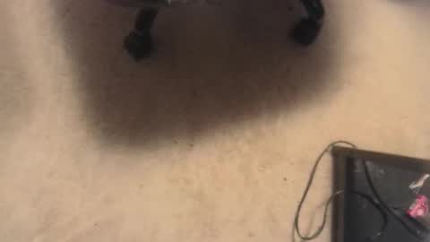 evolite_ online show from February 17, 5:36 am