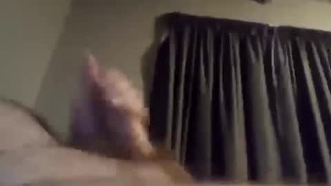 h_rd333 online show from February 5, 1:22 pm