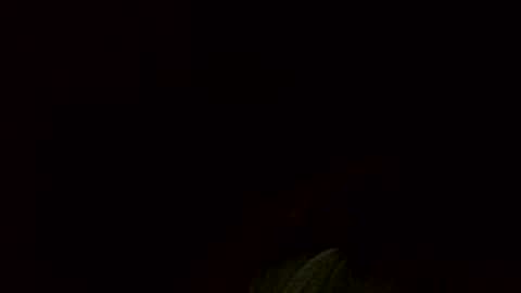 Jamacian online show from December 4, 10:08 pm