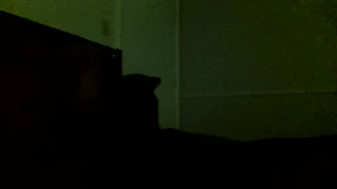 Jamacian online show from February 21, 11:54 pm