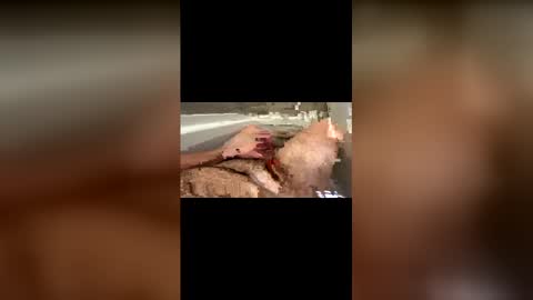 latinbulldaddy88036 online show from February 17, 8:08 pm