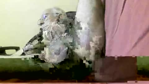 joyaam79 online show from April 3, 11:29 am