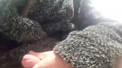 fuck those pink things right off ffs real deal or nowt  online show from January 24, 4:48 am