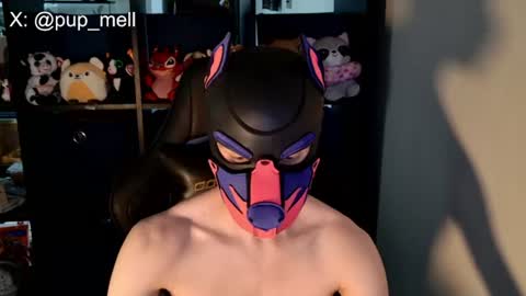 MellPUP online show from August 4, 3:49 pm