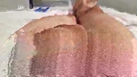 Snapshot of p4ul10 chatting on October 7, 9:30 pm Paulo online show from October 7, 9:30 pm