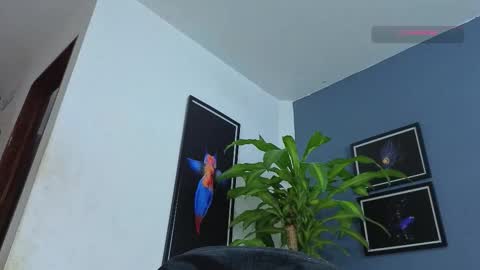 silvabranko online show from December 22, 12:08 am