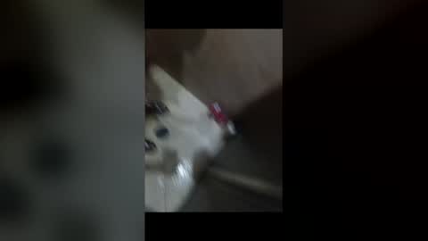 sleepcoder online show from February 25, 11:55 am