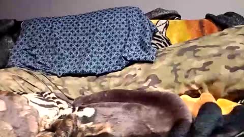 smilehiguy online show from February 7, 9:53 pm