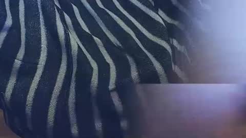 tronista87 online show from March 6, 2:41 am