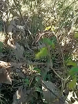 Shivaa- online show from January 16, 9:12 am