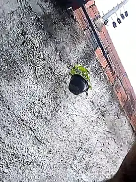 Tiago0031 online show from March 3, 7:43 pm