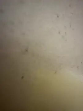 Gladiator 3 online show from February 14, 11:05 am