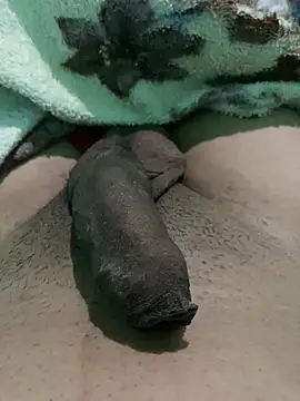 king cum  online show from January 12, 10:23 am