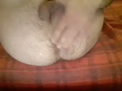 Ariete80s online show from March 20, 2:29 am