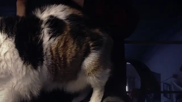 Snapshot of contemptumundi888 chatting on January 18, 11:11 am contemptumundi888 online show from January 18, 11:11 am