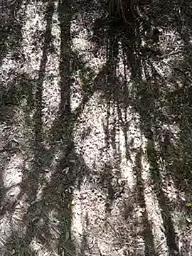 sile47 online show from September 21, 10:04 am