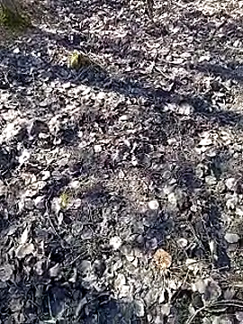 DawidSpandel online show from March 16, 9:49 am