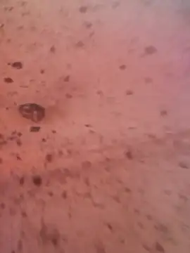 Fonse1860 online show from November 28, 9:44 am