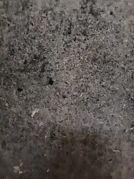 nagepalli online show from November 14, 2:15 am