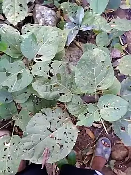 desi alpha boy online show from January 17, 2:03 am