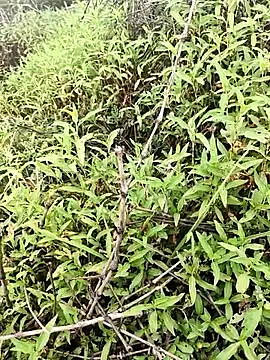 Sheela Sex90 online show from April 16, 4:01 am