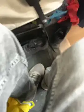 stallone italiano 62 online show from March 21, 2:54 pm