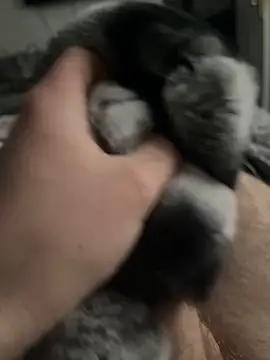 Furdale online show from February 3, 3:06 pm