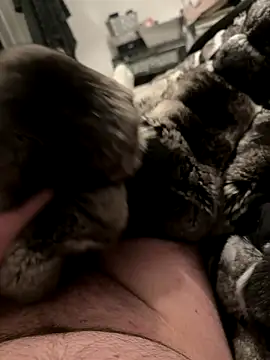 Furdale online show from December 4, 6:59 pm