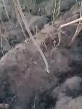 Sinewsex pussylove online show from March 25, 12:36 am