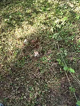 Gopal1243 online show from November 17, 8:06 am